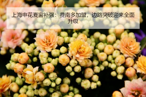 上海申花夏窗补强：费南多加盟，边路突破迎来全面升级